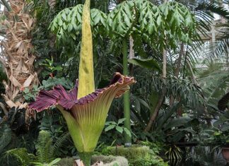 Unusual plants with strange names and how to grow them