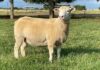 Dormer breeders’ society is dedicated to improving the breed