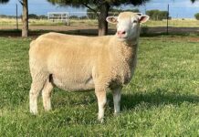 Dormer breeders’ society is dedicated to improving the breed