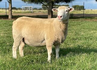 Dormer breeders’ society is dedicated to improving the breed