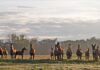 A top horse stud’s breeding philosophy