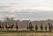 A top horse stud’s breeding philosophy