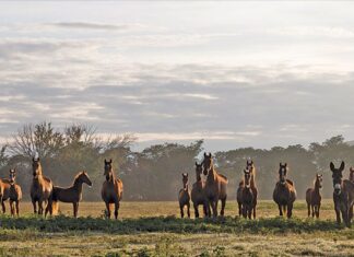 A top horse stud’s breeding philosophy