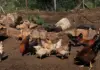 Bird flu then and now: the ongoing battle against avian influenza