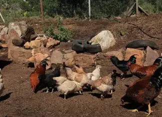 Bird flu then and now: the ongoing battle against avian influenza