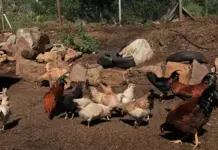Bird flu then and now: the ongoing battle against avian influenza