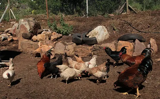 Bird flu then and now: the ongoing battle against avian influenza