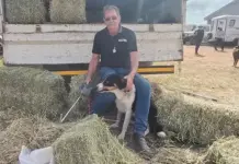 Bloodlines, training, and trust: the story of a top sheepdog