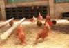 Poultry industry wants evidence-based value chain probe, not ideology
