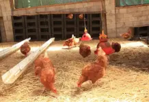 Poultry industry wants evidence-based value chain probe, not ideology