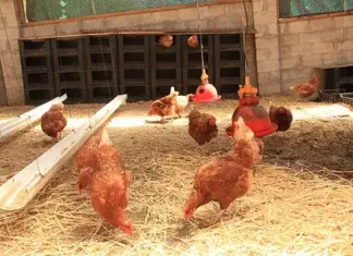 Poultry industry wants evidence-based value chain probe, not ideology
