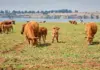 Why farmers should move away from DNA testing to genomics beef cattle genomic testing