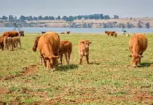Why farmers should move away from DNA testing to genomics beef cattle genomic testing
