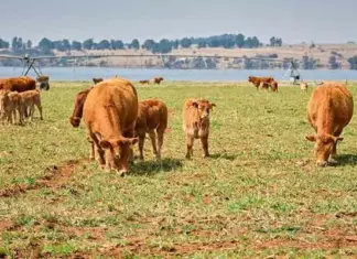 Why farmers should move away from DNA testing to genomics beef cattle genomic testing
