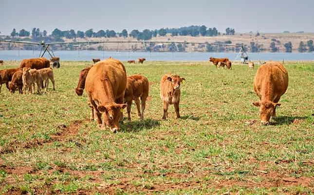 beef cattle genomic testing