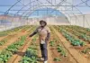 Strategic partnership turns a rubbish heap into a vegetable harvest