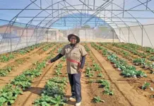 Strategic partnership turns a rubbish heap into a vegetable harvest