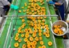 Global canning industry grapples with climate and market pressure