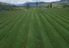 Orizon helps farmers make the move to regenerative agriculture