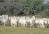 Maize Valley Savanna Goat Stud rises to record-breaking success savannah goats maize valley stud
