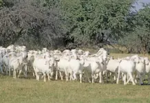 Maize Valley Savanna Goat Stud rises to record-breaking success savannah goats maize valley stud