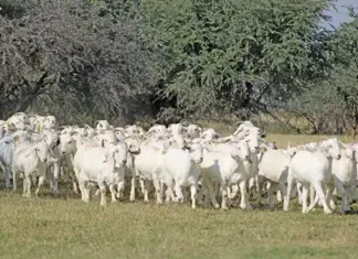 Maize Valley Savanna Goat Stud rises to record-breaking success savannah goats maize valley stud