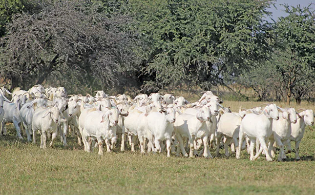 savannah goats maize valley stud