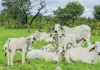 CRE Brahmans: where structure meets performance CRE Brahmans Stud