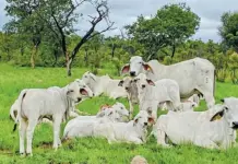 CRE Brahmans: where structure meets performance CRE Brahmans Stud