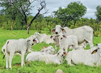 CRE Brahmans: where structure meets performance CRE Brahmans Stud