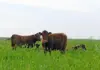 Traceability shapes prices in red meat export markets