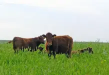 Traceability shapes prices in red meat export markets