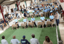 Nampo Cape 2025 sees return of BKB Merino Classic