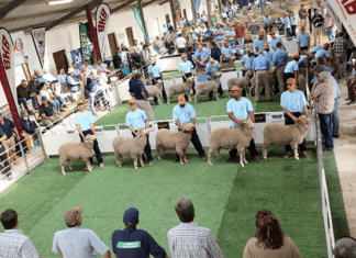 Nampo Cape 2025 sees return of BKB Merino Classic