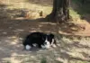 Breeding top Border Collies on a Heidelberg farm Border Collie
