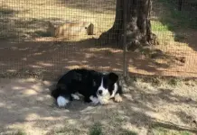 Breeding top Border Collies on a Heidelberg farm Border Collie
