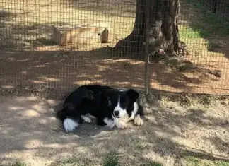 Breeding top Border Collies on a Heidelberg farm