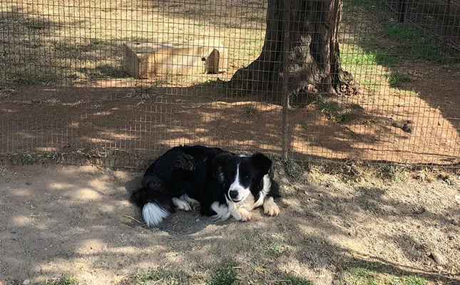 Border Collie