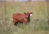 ‘Without traceability, SA red meat producers will get left behind’