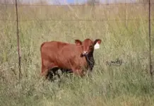‘Without traceability, SA red meat producers will get left behind’