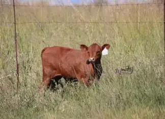 ‘Without traceability, SA red meat producers will get left behind’