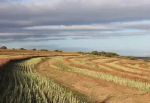 AgriSETA funding applications close on 15 September