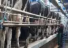 Tug of war over milk levies erupts at Nampo Cape
