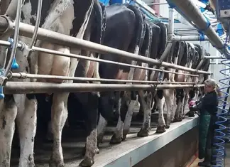 Tug of war over milk levies erupts at Nampo Cape