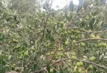 SA Olive Awards celebrates country’s best extra-virgin olive oil producers