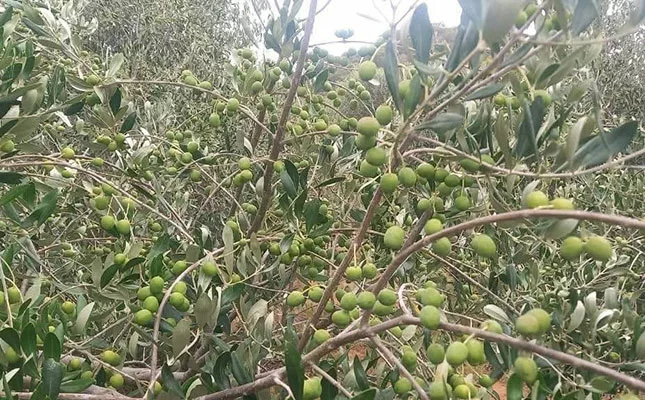 SA Olive Awards celebrates country’s best extra-virgin olive oil producers