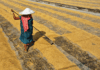 ‘Urgent action needed to protect farmworkers from heat stress’ – WHO