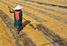 ‘Urgent action needed to protect farmworkers from heat stress’ – WHO