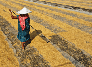 ‘Urgent action needed to protect farmworkers from heat stress’ – WHO