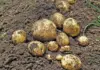 Bumper potato harvest drives SA market oversupply